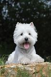 WESTIE 081